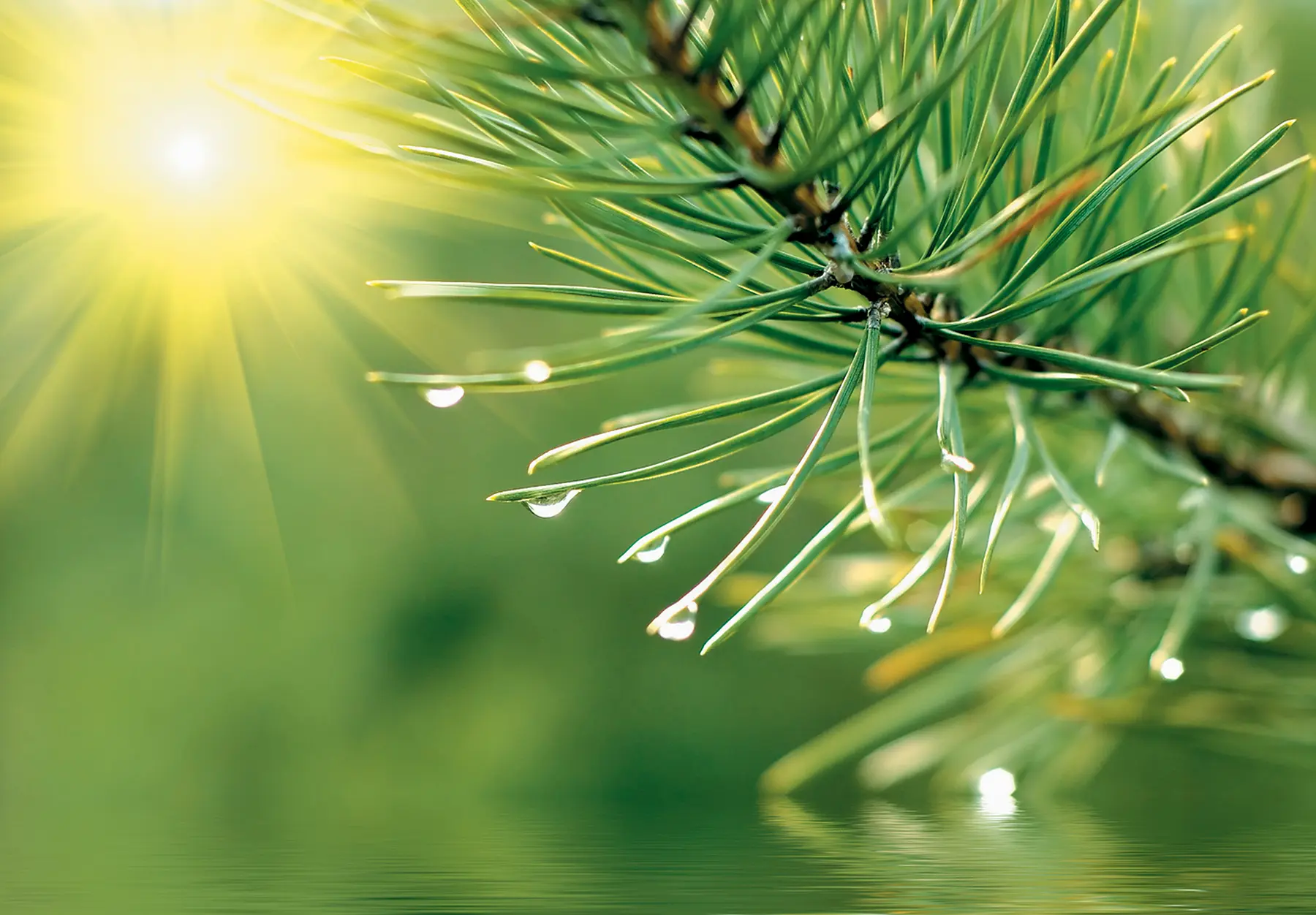 sustainable packaging supplier